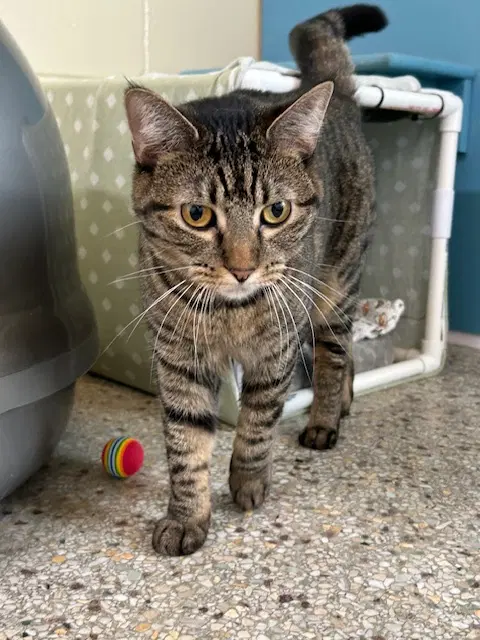 Alli Star - Domestic Short Hair