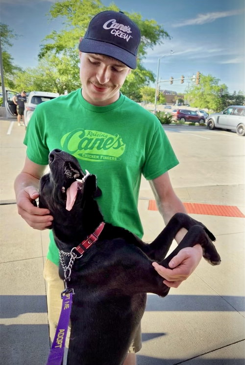 Sully, an adoptable Labrador Retriever in Williamsburg, IA