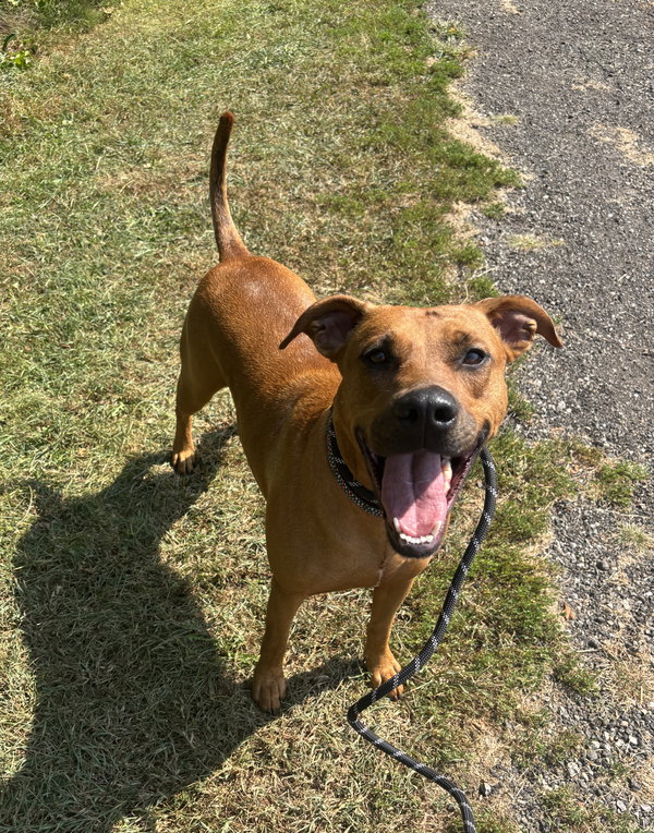 Daisy