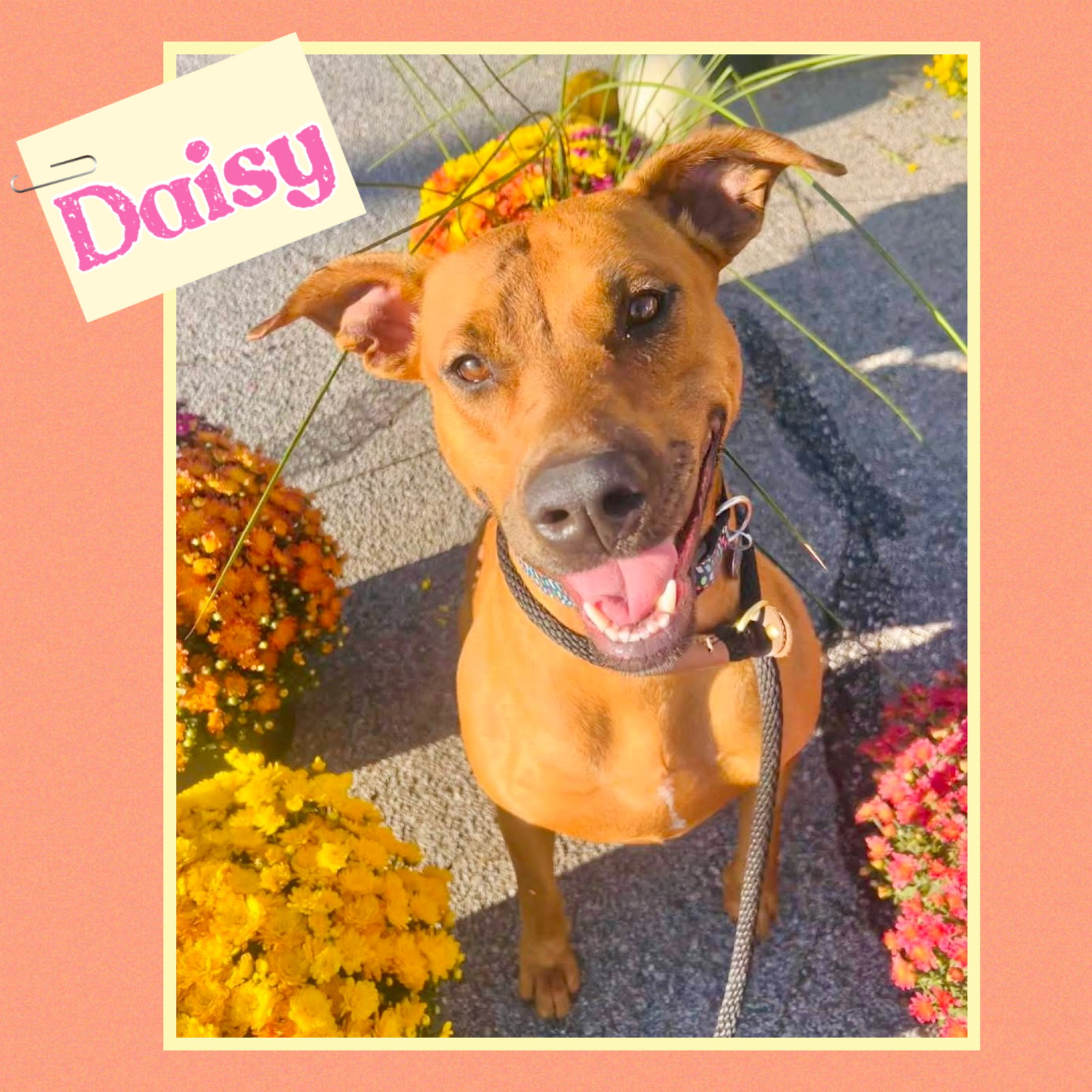 Daisy