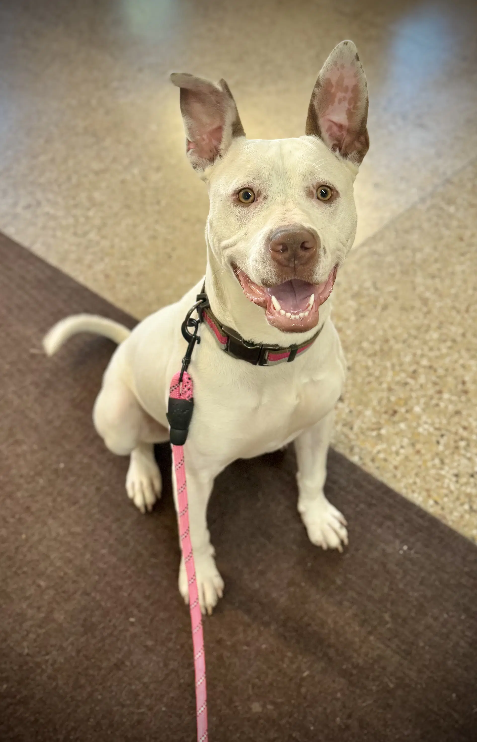 Zelle - American Pit Bull Terrier/German Shepherd/Husky/Bulldog
