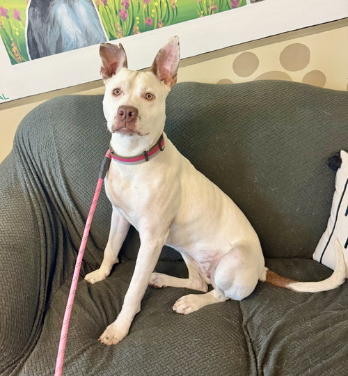 ZELLE - German Shorthaired Pointer / Terrier available for adoption