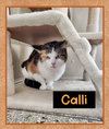 Calli