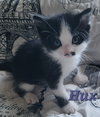 Hux (Available 12/12/25)