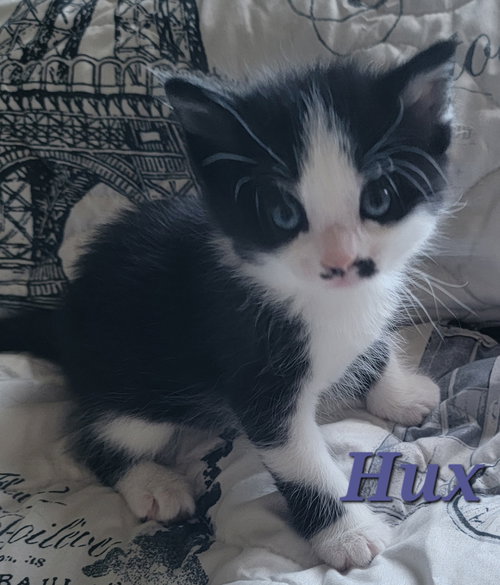 Hux (Available 12/12/25)