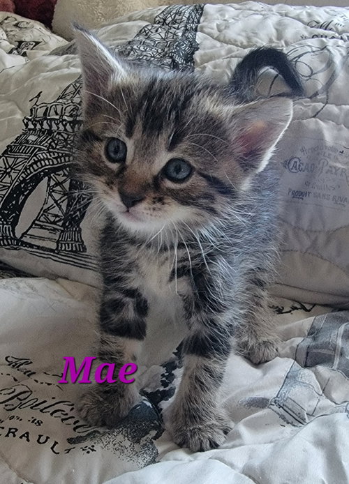 Mae (Available 12/12/25)
