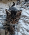 Jed (Available 12/12/25)