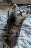 Jed (Available 12/12/25)