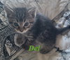 Del (Available 12/12/25)