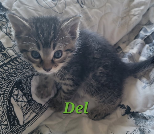 Del (Available 12/12/25)