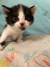 Drew (Available 12/19/25)