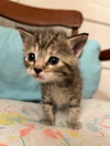 Daela (Available 12/19/25)