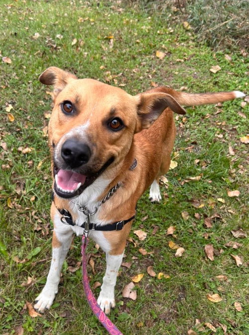 NELSON - Labrador Retriever / Red Heeler available for adoption