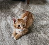 Tater Tot (Available 11/21/25)