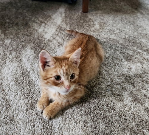 Tater Tot (Available 11/21/25)