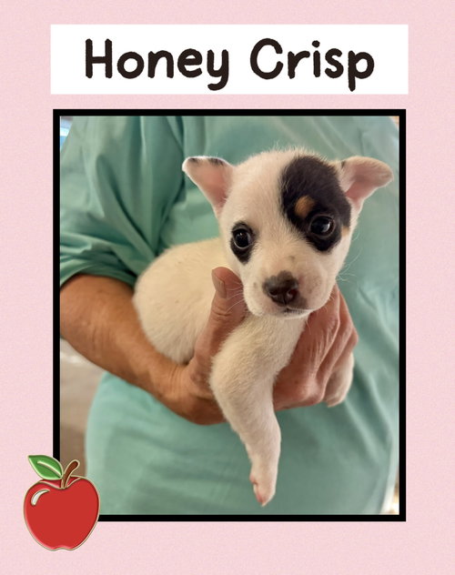 Honey Crisp
