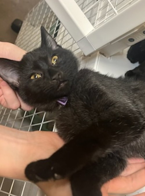 Wampus Cat (Available 11/28/25)