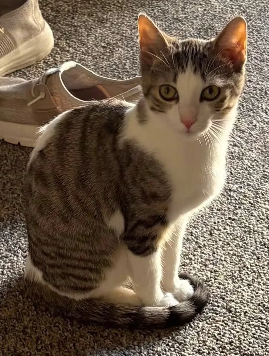 Sally Bonded With Simon - Domestic Short Hair