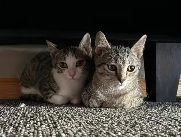Sally Bonded With Simon image 2