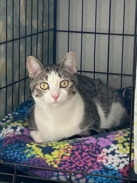 Sally (Bonded with Simon), a cat for adoption from Safe Haven of Iowa County