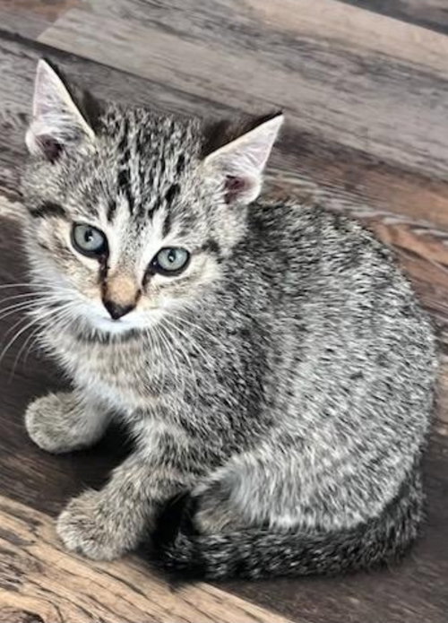 Simon (Available 12/19/2025)