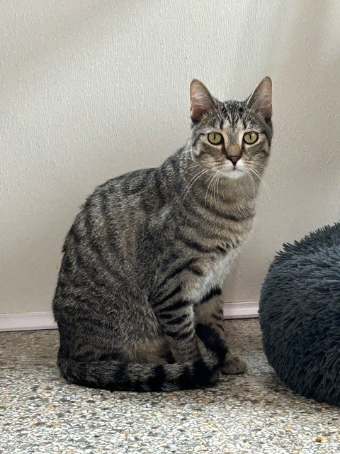 Simon (bonded with Sally), a cat for adoption from Safe Haven of Iowa County