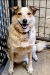 Bella (bonded w/ Baxter)