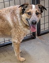 Baxter (bonded w/ Bella)