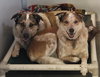 Baxter (bonded w/ Bella)