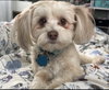 Scout (Courtesy Listing)
