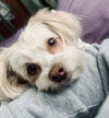 Scout (Courtesy Listing)