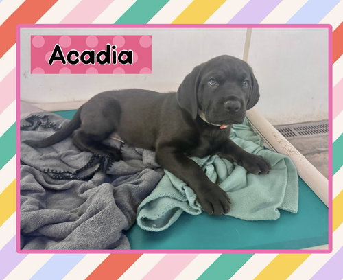 Acadia