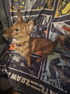 Fritz (Courtesy Listing)