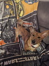 Fritz (Courtesy Listing)