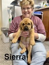 Sierra