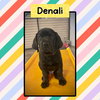 Denali