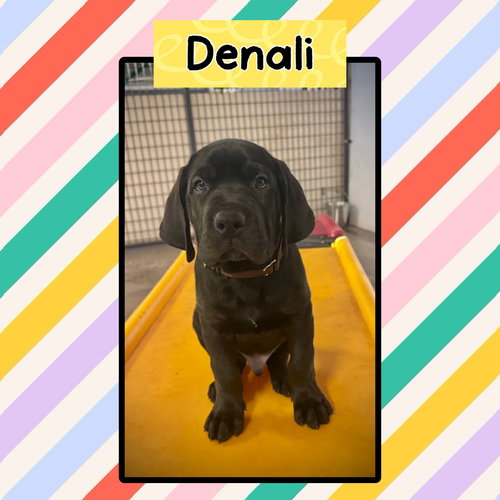 Denali