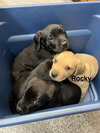Rocky
