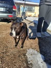 Piper (Courtesy Listing)