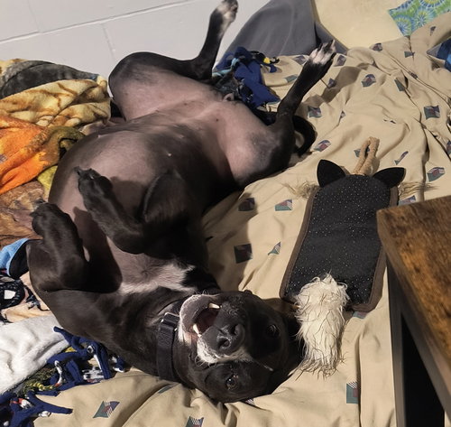 PIPER (COURTESY LISTING) - Staffordshire Bull Terrier available for adoption