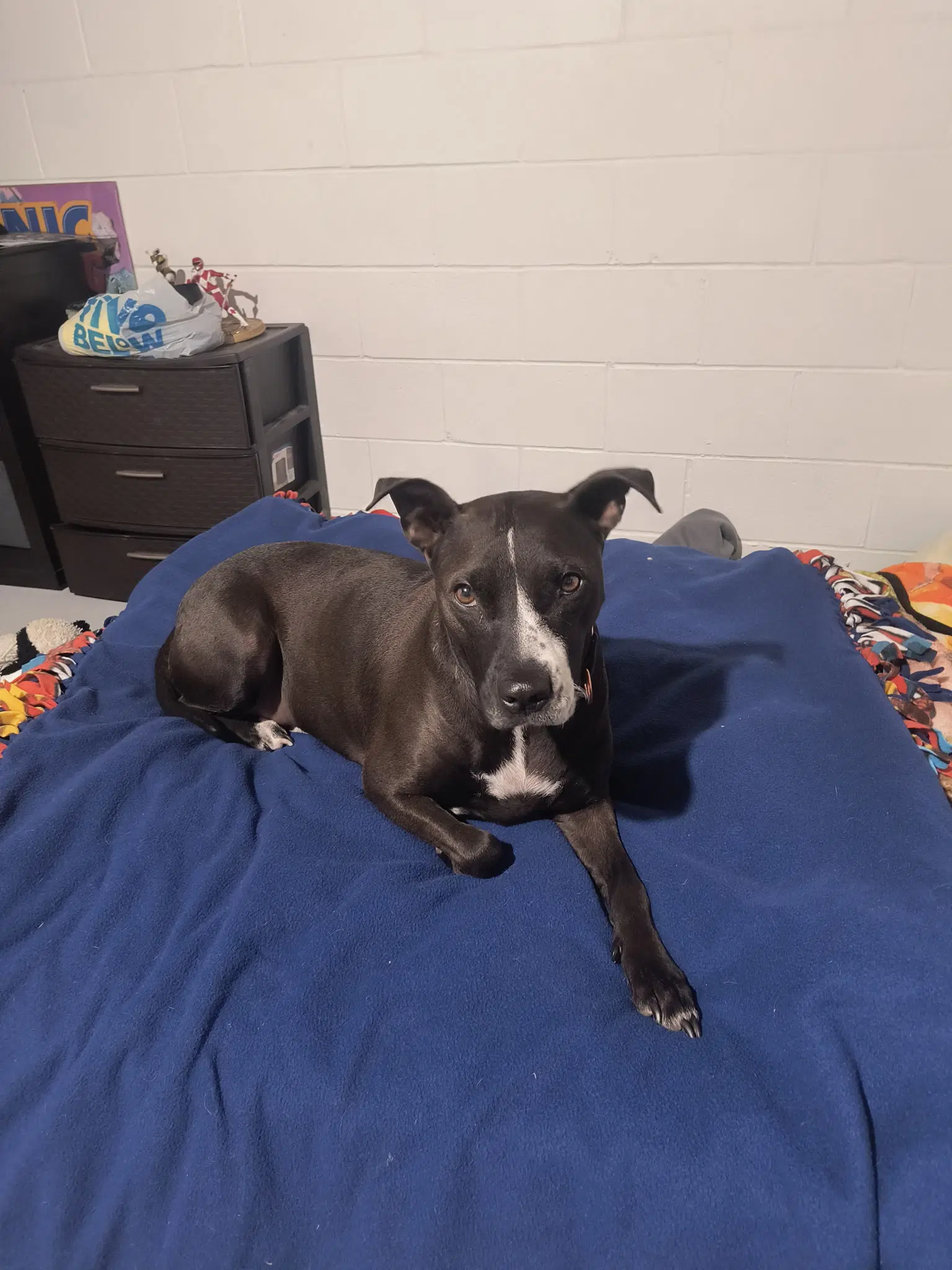 Piper Courtesy Listing - Staffordshire Bull Terrier
