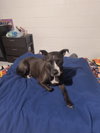 Piper (Courtesy Listing)