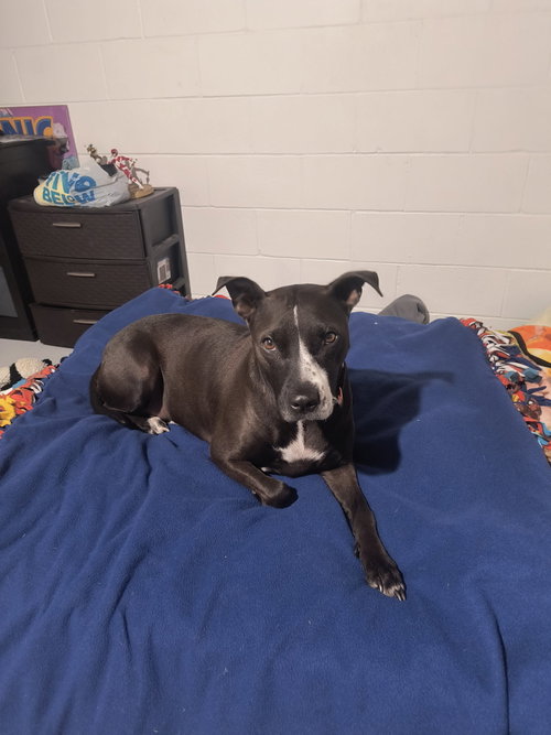 Piper (Courtesy Listing), an adoptable Staffordshire Bull Terrier in Williamsburg, IA