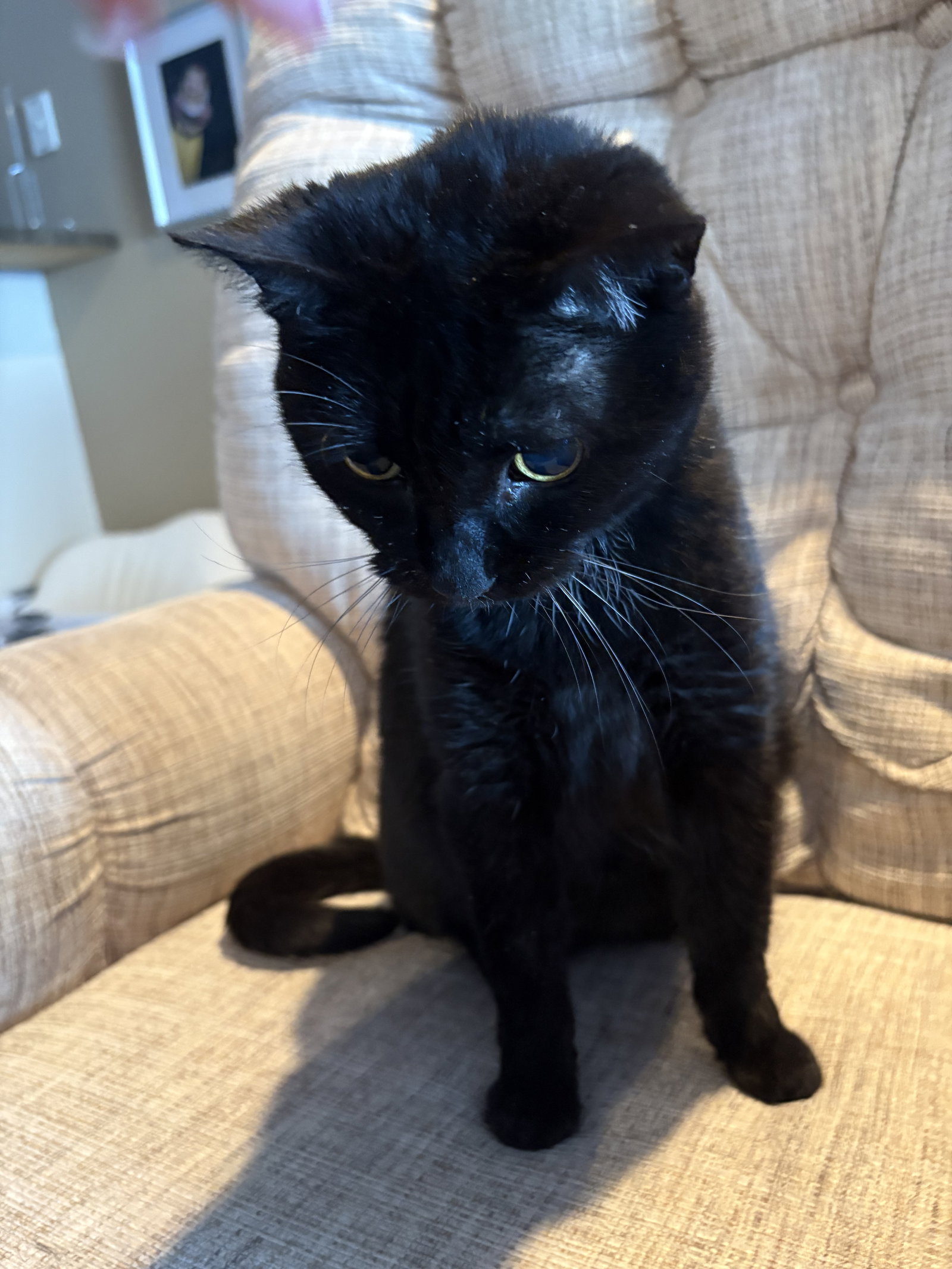 Lulu (Courtesy Listing)