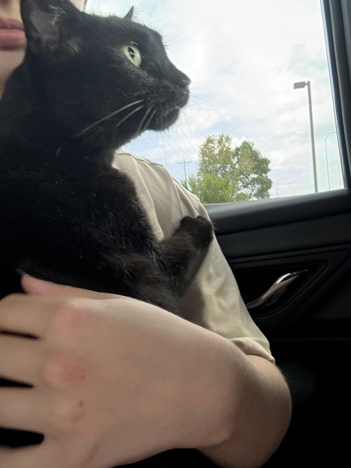 LULU (COURTESY LISTING) - Domestic Short Hair available for adoption