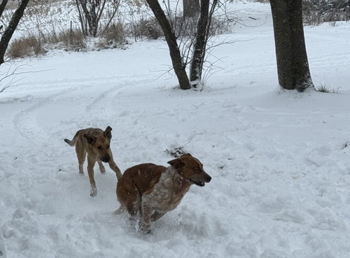 MARSH & CORAL (COURTESY LISTING) - Red Heeler available for adoption