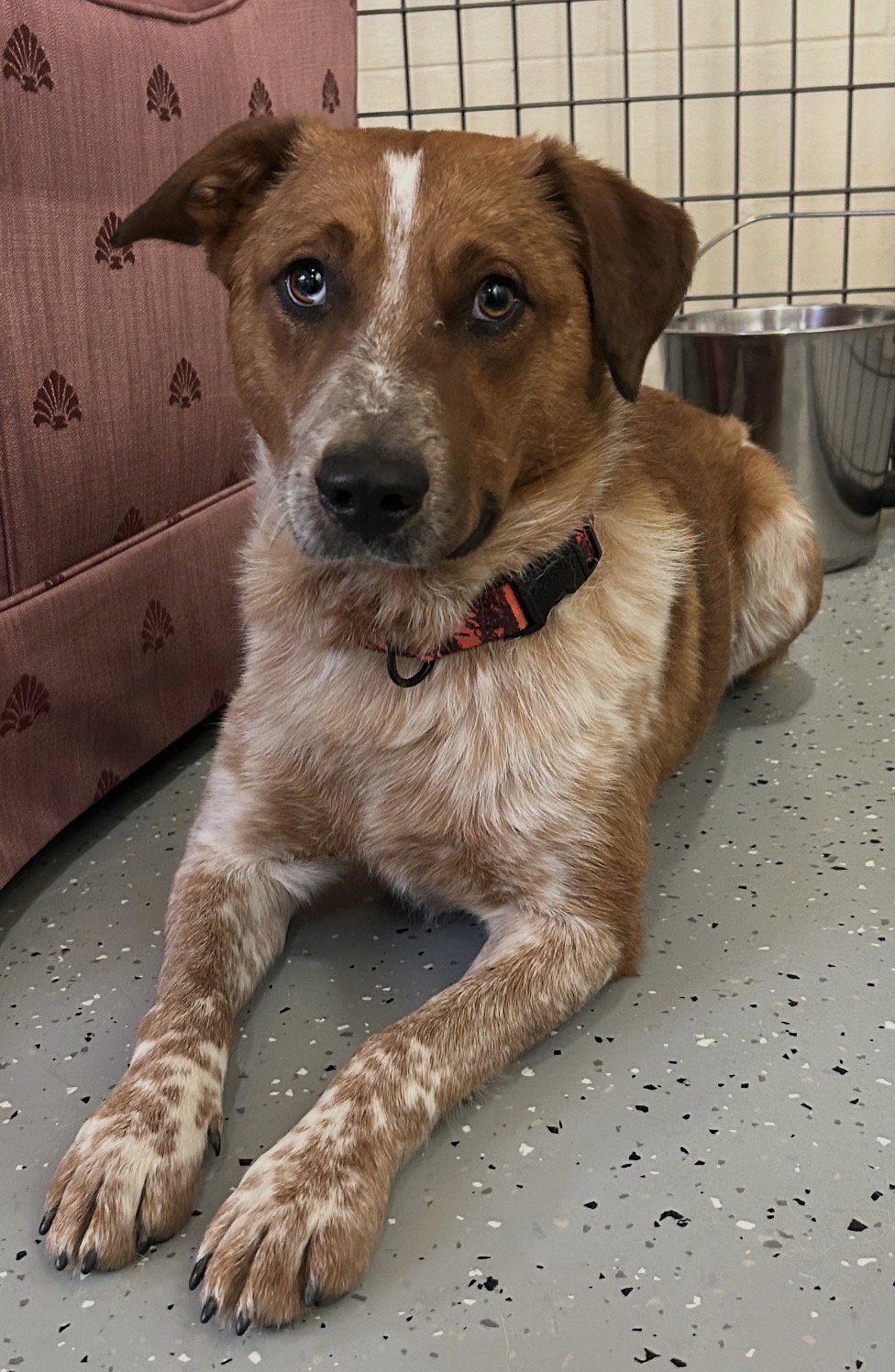 Marsh (bonded w/ Coral)