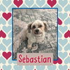 Sebastian (Courtesy Listing)