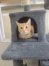 Pumpkin (Available 1/23/26)