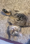 Winnie (Available 2/6/26)